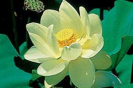 Nelumbo lutea amerikai lotos virág tavirózsa